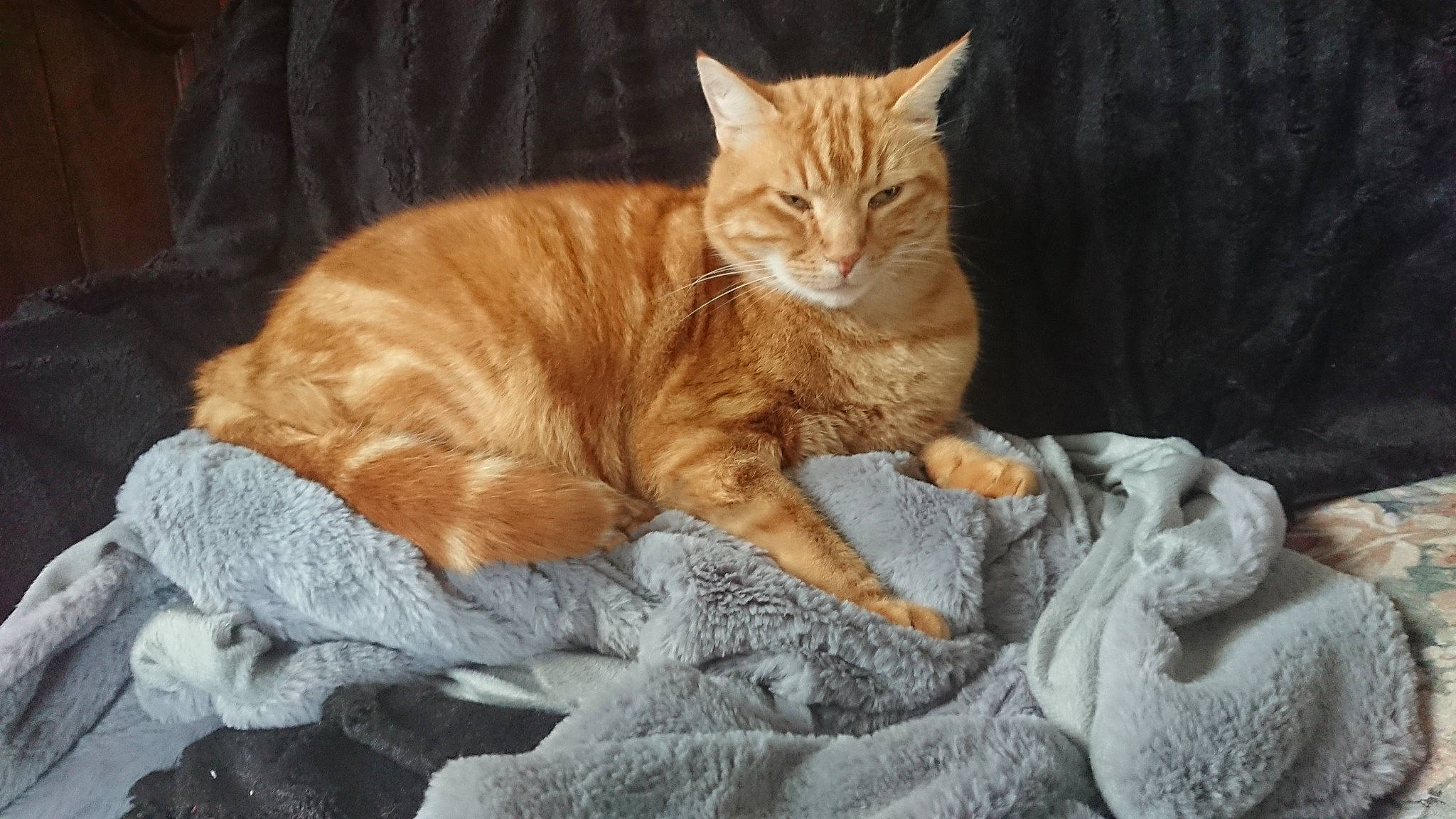 Garfilde participe au concours pour gagner de l'argent avec cette photo : arabian_mau, asian, carnivore, cat, claw, domestic_short_haired_cat, european_shorthair, fawn, felidae, fur, german_rex, kitten, mammal, small_to_medium_sized_cats, tabby_cat, tail, whiskers