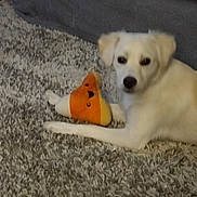 Ocean joined the competition — help win amazing prizes! candy_corn_toy, carpet, couch, cozy, cute, dog, floor, fluffy, home_interior, indoor, looking_at_camera, lying_down, pet, phone_ui, plush_toy, portrait, puppy, shag_rug, toy_face, white_dog