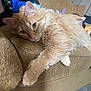 Jekyll is registered to the contest to win money with this photo: cat, orange_cat, fluffy, lounging, couch, indoor, pet, feline, relaxed, paw, fur, home, carpet, furniture, closeup, whiskers, ears, face, resting, cozy