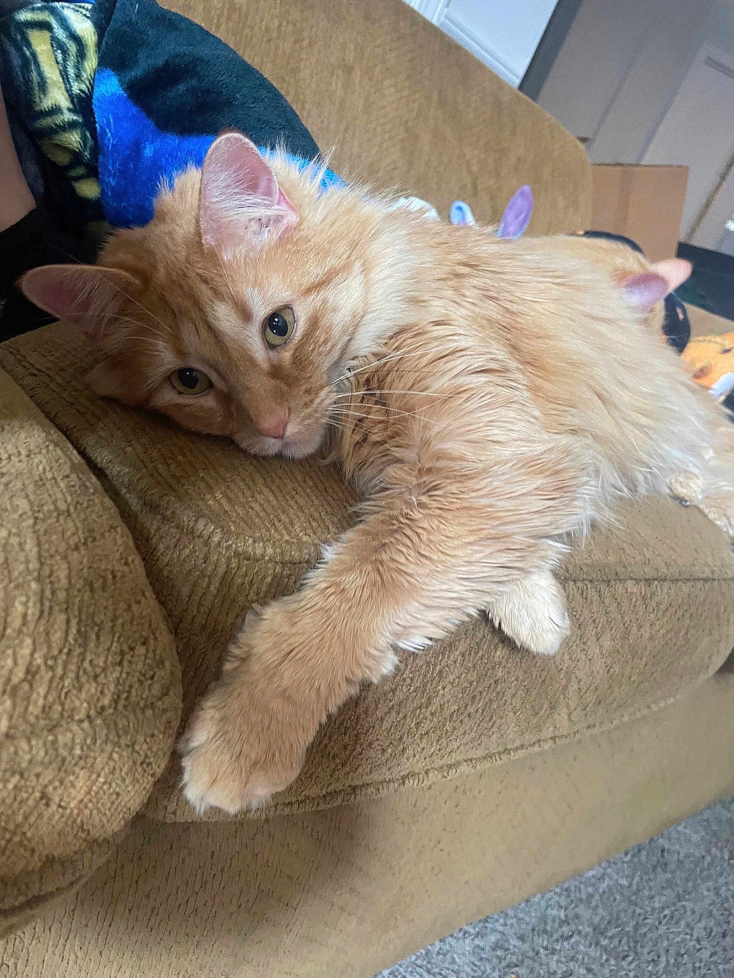 Jekyll is registered to the contest to win money with this photo: cat, orange_cat, fluffy, lounging, couch, indoor, pet, feline, relaxed, paw, fur, home, carpet, furniture, closeup, whiskers, ears, face, resting, cozy