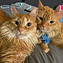 cat, orange_cat, fluffy, pet, animal, bed, cozy, indoor, fur, whiskers, closeup, cute, domestic_cat, resting, two_animals, companionship, curious, paw, blue_bandage, relaxed