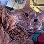 Jekyll is registered to the contest to win money with this photo: cat, orange_cat, close_up, fluffy_fur, indoor, blanket, colorful_blanket, pet, whiskers, face, ears, home_interior, ceiling_fan, relaxed, curious, feline, soft_lighting, domestic_animal, cozy, resting