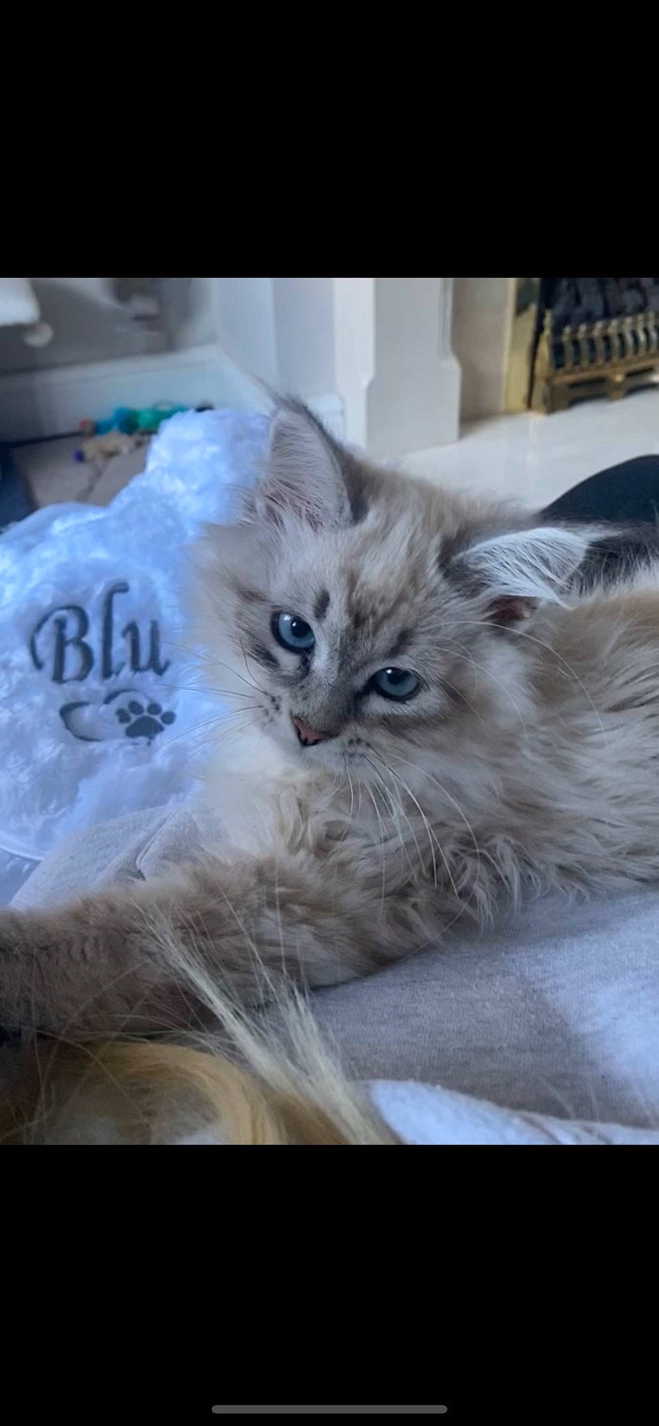 Blu is registered to the contest to win money with this photo: british_longhair, carnivore, cat, claw, event, eye, fashion_accessory, fawn, felidae, fur, paw, plant, ragdoll, small_to_medium_sized_cats, snout, whiskers