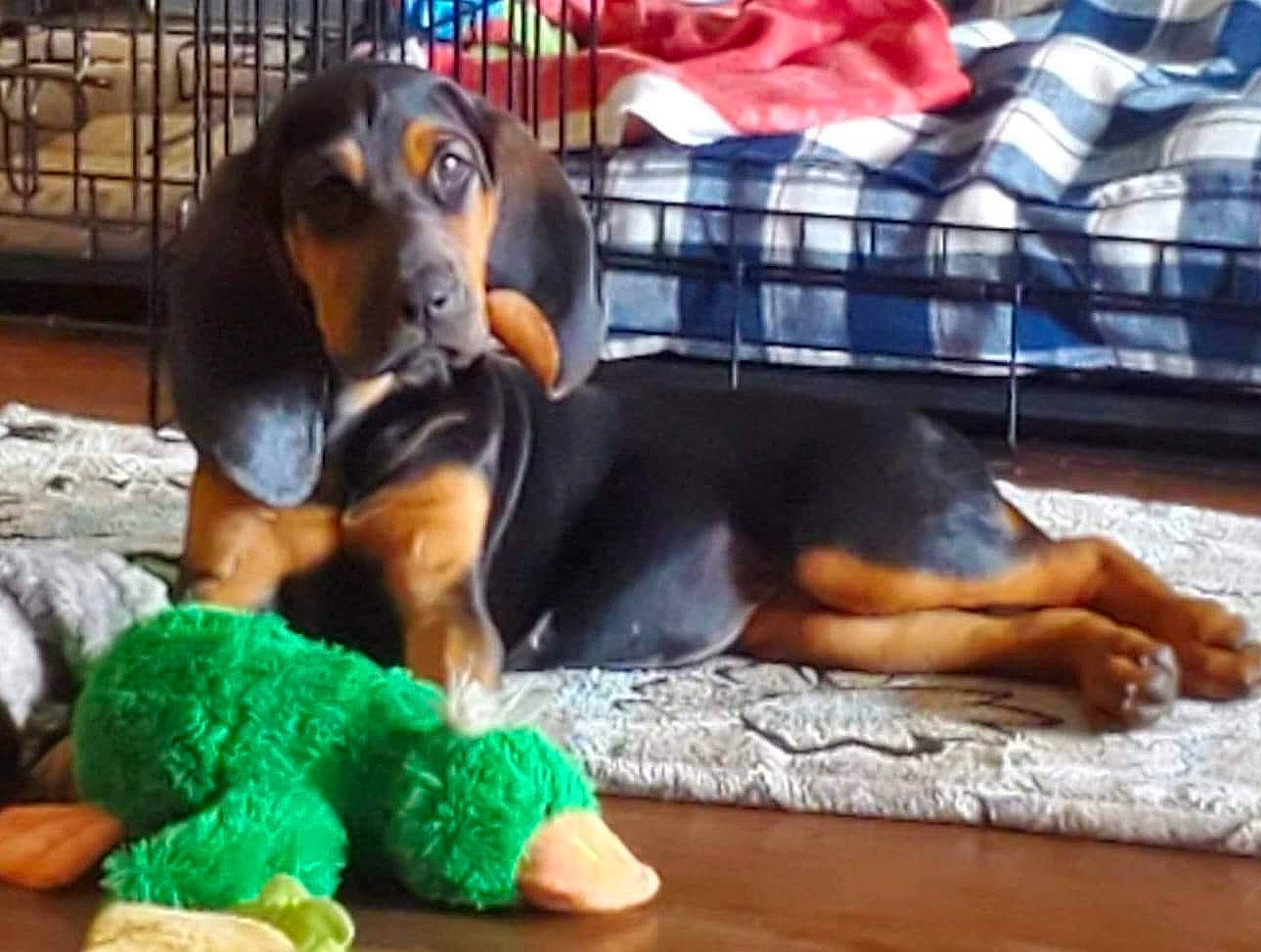 Birdie-jo joined the competition — help win amazing prizes! ancient_dog_breeds, canidae, carnivore, companion_dog, dog, dog_breed, dog_supply, guard_dog, hound, hunting_dog, montenegrin_mountain_hound, paw, pinscher, plant, scent_hound, snout, sporting_group, terrestrial_animal, working_animal, working_dog