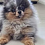Kenya participe au concours pour gagner de l'argent avec cette photo : dog, puppy, pomeranian, fluffy, cute, pet, animal, fur, indoor, floor, tile, small, adorable, face, ears, eyes, nose, lying, young, domestic