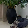 Kenya participe au concours pour gagner de l'argent avec cette photo : dog, pomeranian, pet_bed, floor, tile, plant, indoor, pot, greenery, furniture, cozy, resting, animal, fur, small_dog, relaxing, home, cute, domestic, quiet