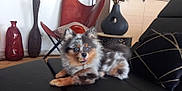 Kenya a rejoint le concours — aidez-le/la à gagner de superbes lots ! dog, couch, living_room, pillow, chair, vase, decor, furniture, pet, animal, fur, indoor, black, red, brown, blue_eyes, relaxing, home, comfort, blur