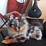dog, couch, living_room, pillow, chair, vase, decor, furniture, pet, animal, fur, indoor, black, red, brown, blue_eyes, relaxing, home, comfort, blur