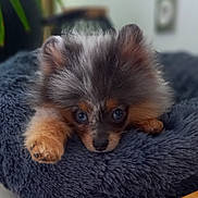 Kenya a rejoint le concours — aidez-le/la à gagner de superbes lots ! puppy, dog, blue_eyes, fluffy, bed, resting, cute, pet, animal, indoor, cozy, fur, small_dog, soft, adorable, lying_down, portrait, domestic_animal, relaxing, nose