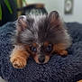 puppy, dog, blue_eyes, fluffy, bed, resting, cute, pet, animal, indoor, cozy, fur, small_dog, soft, adorable, lying_down, portrait, domestic_animal, relaxing, nose