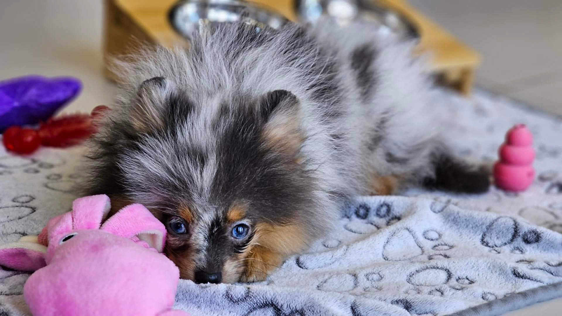 Kenya participe au concours pour gagner de l'argent avec cette photo : puppy, dog, blue_eyes, fluffy, toy, plush_toy, blanket, lying_down, cute, pet, indoor, animal, soft, cozy, resting, young_dog, playful, fur, snuggle, home