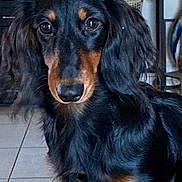 Uhaïna participe au concours pour gagner de l'argent avec cette photo : dog, dachshund, long_haired, black_coat, brown_markings, eyes, nose, ears, whiskers, tile_floor, indoor, closeup, portrait, pet, curious, shiny_coat, long_ears, sitting, furniture, floor_tiles