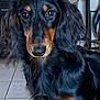 dog, dachshund, long_haired, black_coat, brown_markings, eyes, nose, ears, whiskers, tile_floor, indoor, closeup, portrait, pet, curious, shiny_coat, long_ears, sitting, furniture, floor_tiles