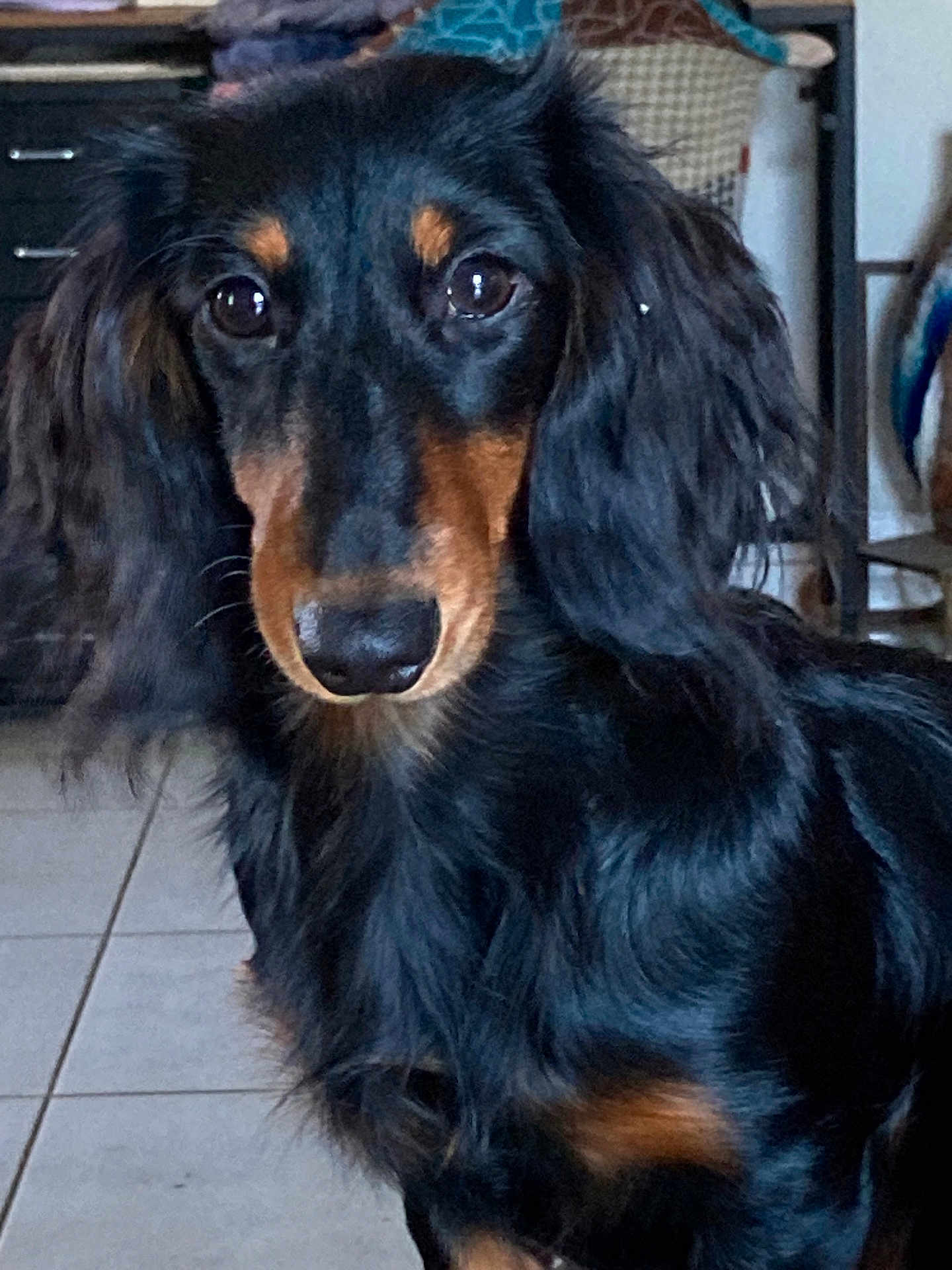 Uhaïna participe au concours pour gagner de l'argent avec cette photo : dog, dachshund, long_haired, black_coat, brown_markings, eyes, nose, ears, whiskers, tile_floor, indoor, closeup, portrait, pet, curious, shiny_coat, long_ears, sitting, furniture, floor_tiles