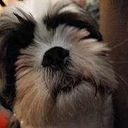 Buster joined the competition — help win amazing prizes! dog, close_up, fluffy, nose, fur, pet, indoor, animal, black_nose, white_fur, dark_fur, cute, muzzle, whiskers, portrait, face, companion, furry, domestic_animal, snout