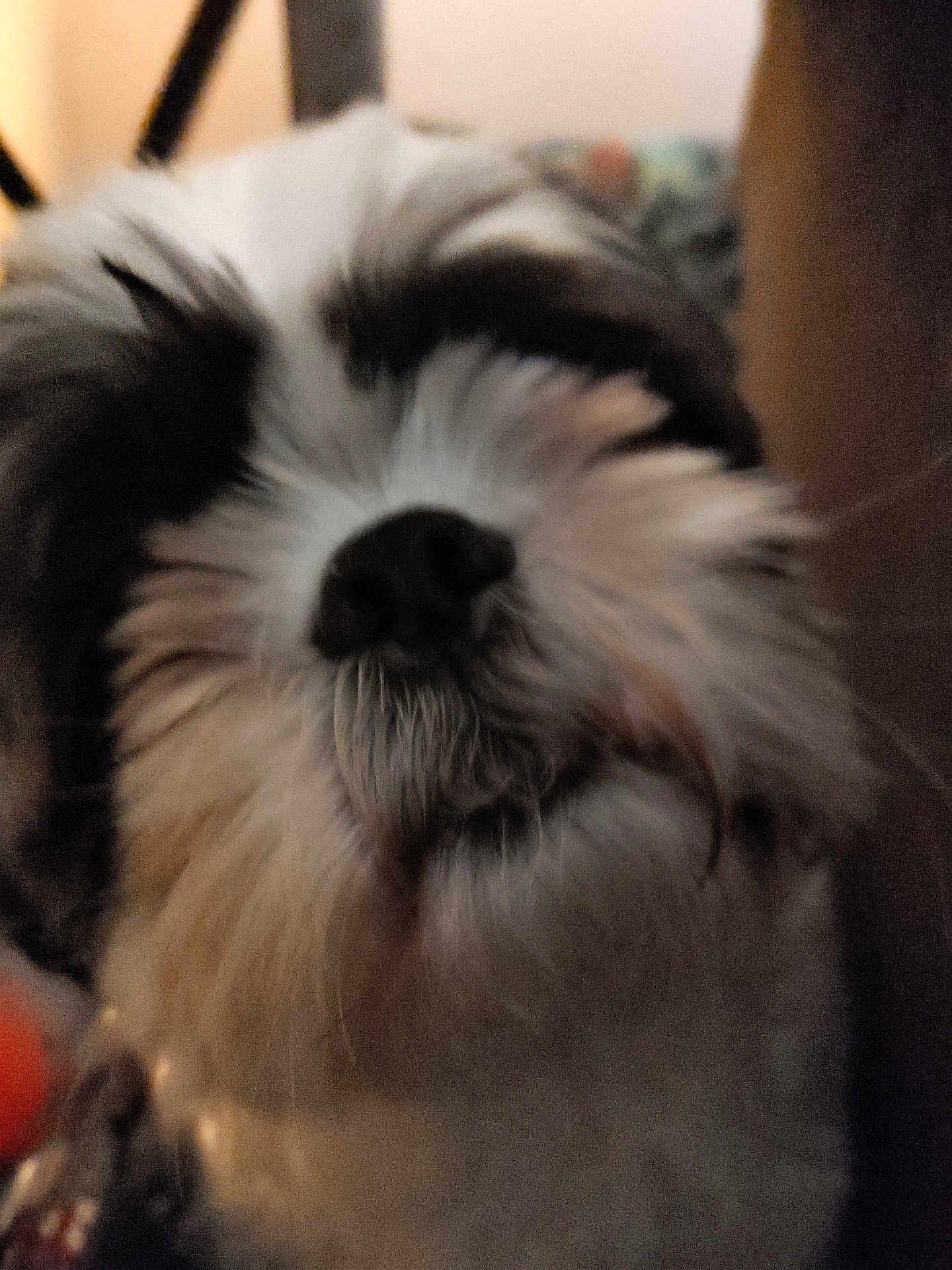 Buster