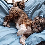 Bristol is registered to the contest to win money with this photo: bolonka, canidae, carnivore, cavapoo, cockapoo, companion_dog, dog, dog_breed, labradoodle, lagotto_romagnolo, maltepoo, mammal, miniature_poodle, poodle_crossbreed, portuguese_water_dog, puppy, schnoodle, spanish_water_dog, sporting_group, sporting_lucas_terrier