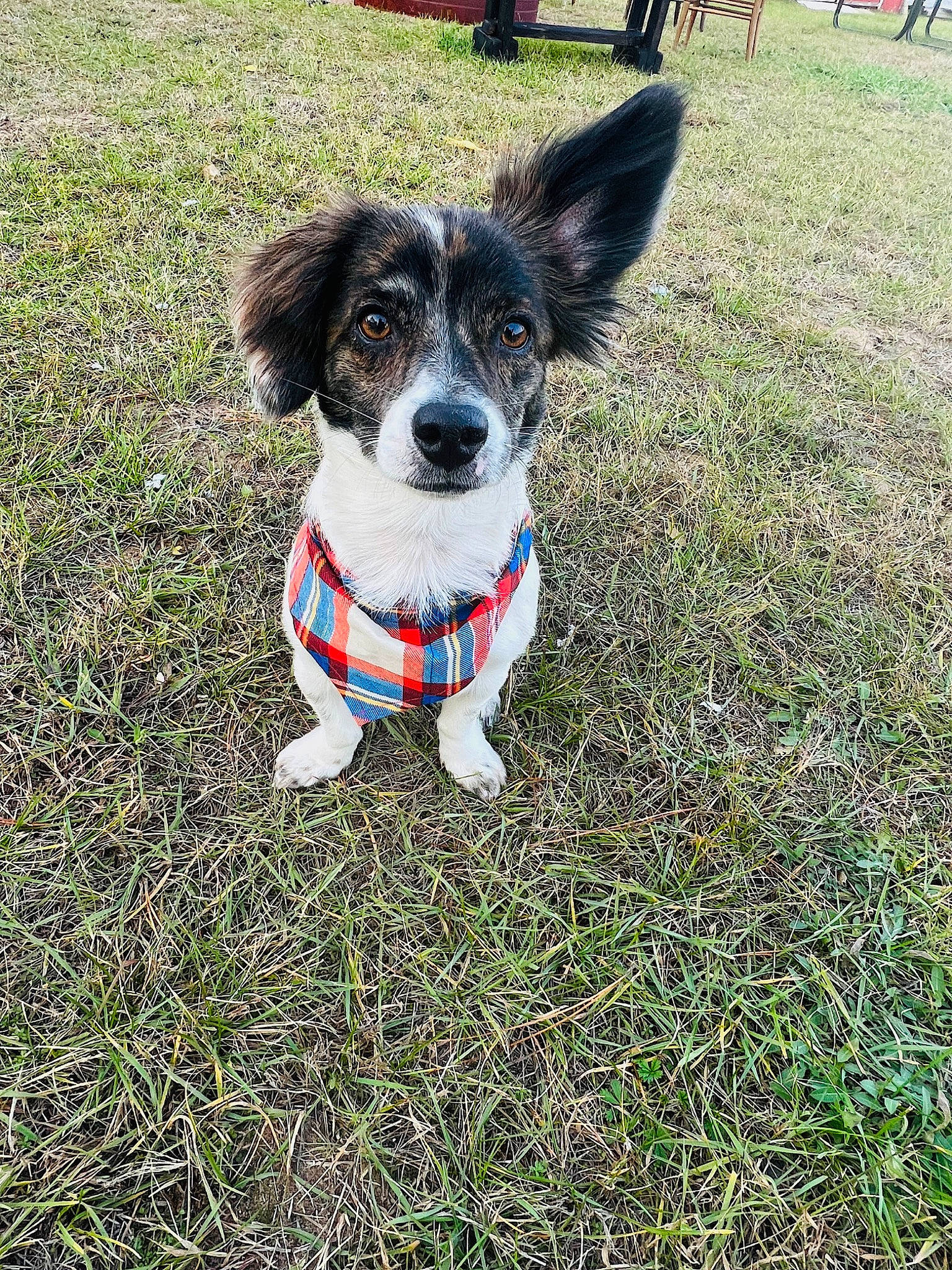 Jack is registered to the contest to win money with this photo: canidae, carnivore, collar, companion_dog, dog, dog_breed, dog_collar, dog_supply, electric_blue, grass, groundcover, herding_dog, leash, plant, snout, sporting_group, tail, terrier, whiskers, working_dog