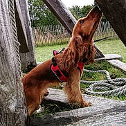 Perle a rejoint le concours — aidez-le/la à gagner de superbes lots ! dog, brown_dog, long_ears, red_harness, wooden_beams, rope, grass, outdoor, fence, nature, pet, canine, curious, side_view, animal, playground, leash, daylight, sniffing, park