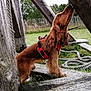 dog, brown_dog, long_ears, red_harness, wooden_beams, rope, grass, outdoor, fence, nature, pet, canine, curious, side_view, animal, playground, leash, daylight, sniffing, park