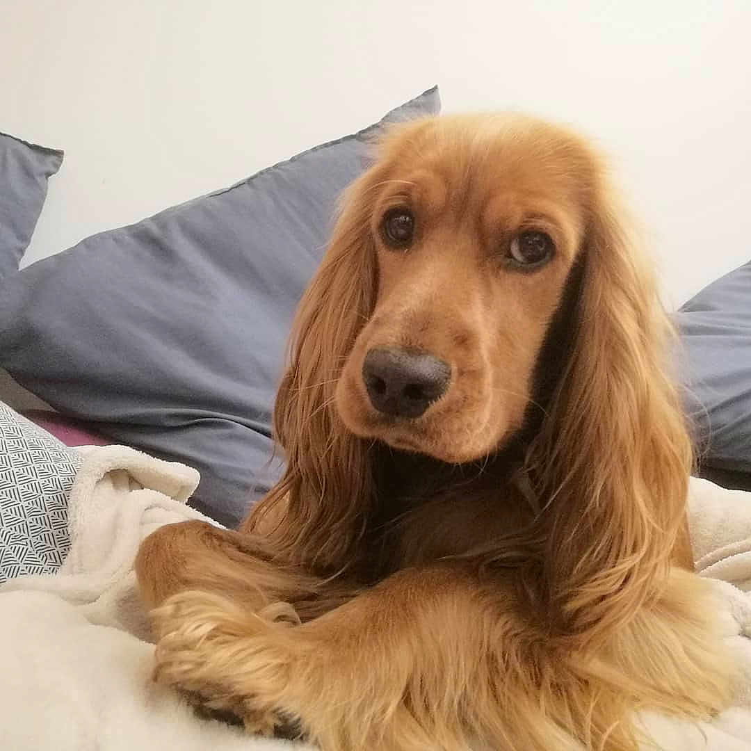 Perle a rejoint le concours — aidez-le/la à gagner de superbes lots ! dog, golden_brown, long_hair, pet, bed, blanket, pillow, indoors, cozy, fur, animal, canine, resting, cute, companion, looking, close_up, relaxed, domestic, cute_pet