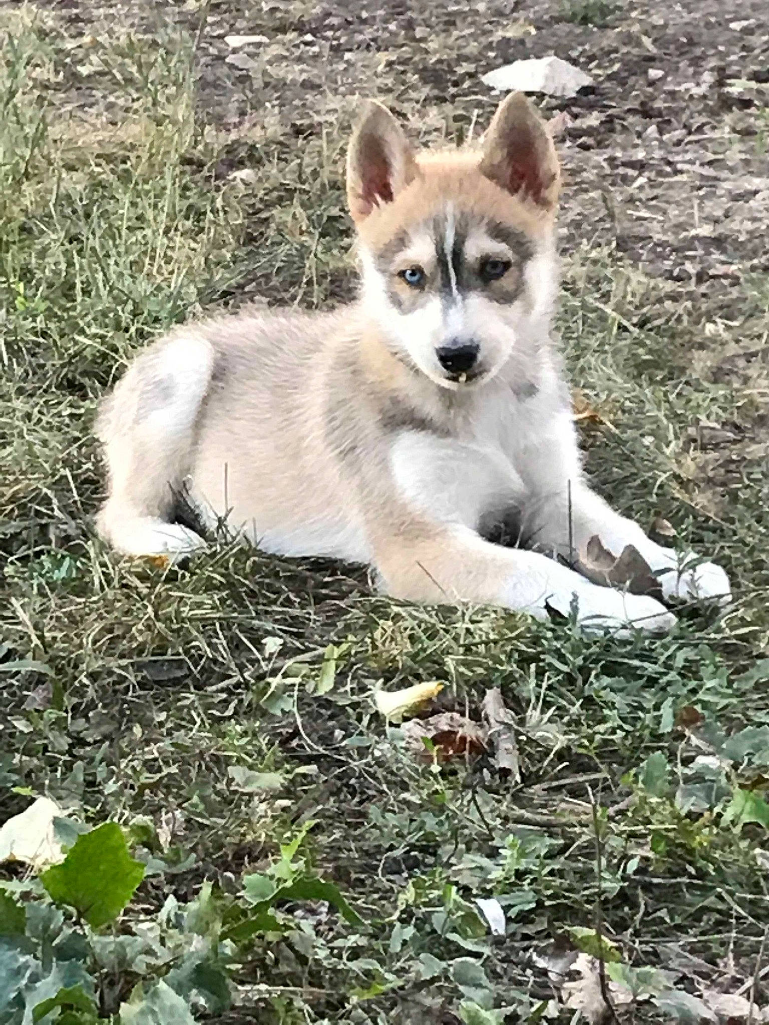 Pongo a rejoint le concours — aidez-le/la à gagner de superbes lots ! alaskan_klee_kai, alaskan_malamute, canadian_eskimo_dog, canidae, carnivore, dog, dog_breed, east_siberian_laika, greenland_dog, mammal, native_american_indian_dog, northern_inuit_dog, norwegian_lundehund, puppy, saarloos_wolfdog, siberian_husky, sled_dog, tamaskan_dog, vertebrate, wolfdog