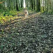 Pongo a rejoint le concours — aidez-le/la à gagner de superbes lots ! biome, canidae, forest, grass, grove, jungle, leaf, natural_environment, natural_landscape, nature_reserve, old_growth_forest, plant, plant_community, sporting_group, temperate_broadleaf_and_mixed_forest, tree, vegetation, wildlife, woodland, woody_plant