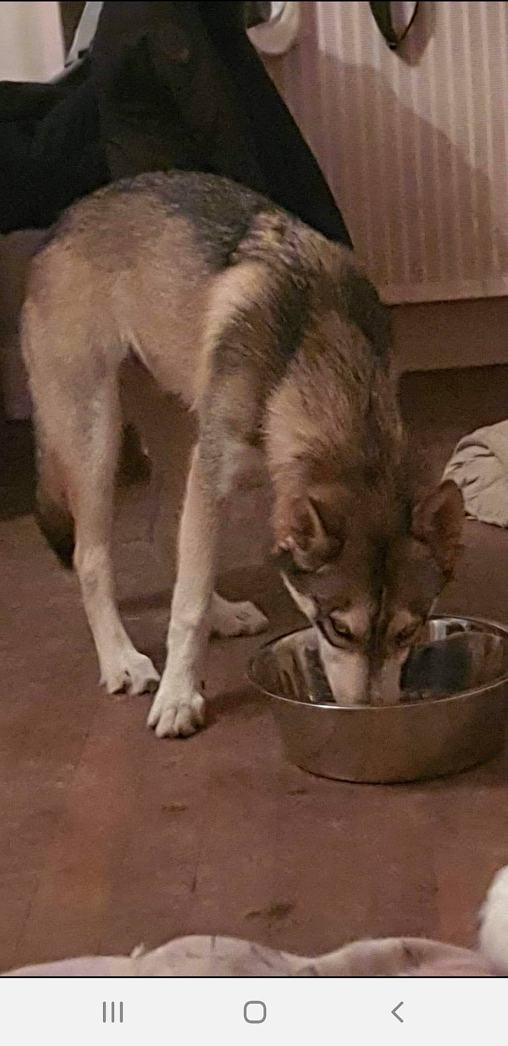 Pongo a rejoint le concours — aidez-le/la à gagner de superbes lots ! alaskan_malamute, canadian_eskimo_dog, canidae, carnivore, czechoslovakian_wolfdog, dog, dog_breed, east_siberian_laika, mammal, native_american_indian_dog, northern_inuit_dog, saarloos_wolfdog, seppala_siberian_sleddog, siberian_husky, snout, tamaskan_dog, utonagan, vertebrate, west_siberian_laika, wolfdog