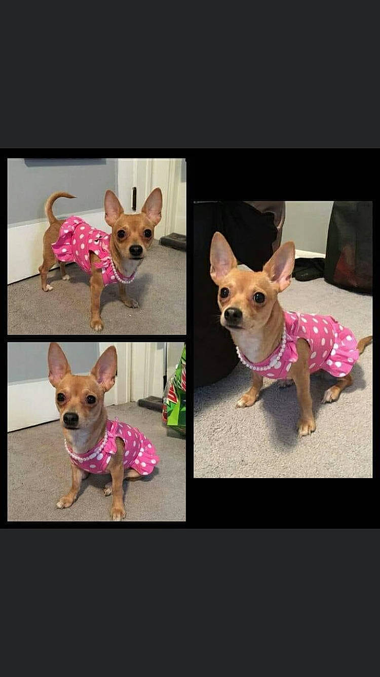 Leah Bean is registered to the contest to win money with this photo: canidae, carnivore, chihuahua, companion_dog, dog, dog_breed, dog_clothes, dog_collar, ear, fawn, mammal, pembroke_welsh_corgi, photo_caption, pink, puppy, russkiy_toy, snout, toy_dog, vertebrate