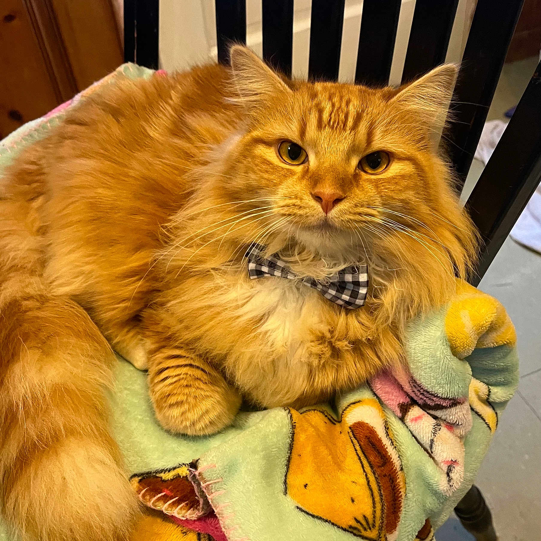 Gizmo is registered to the contest to win money with this photo: abyssinian, angora, animal, bed, blanket, cat, chair, couch, crib, cushion, furniture, homedecor, infantbed, kitten, manx, person, pet, quilt, sleeping, towel