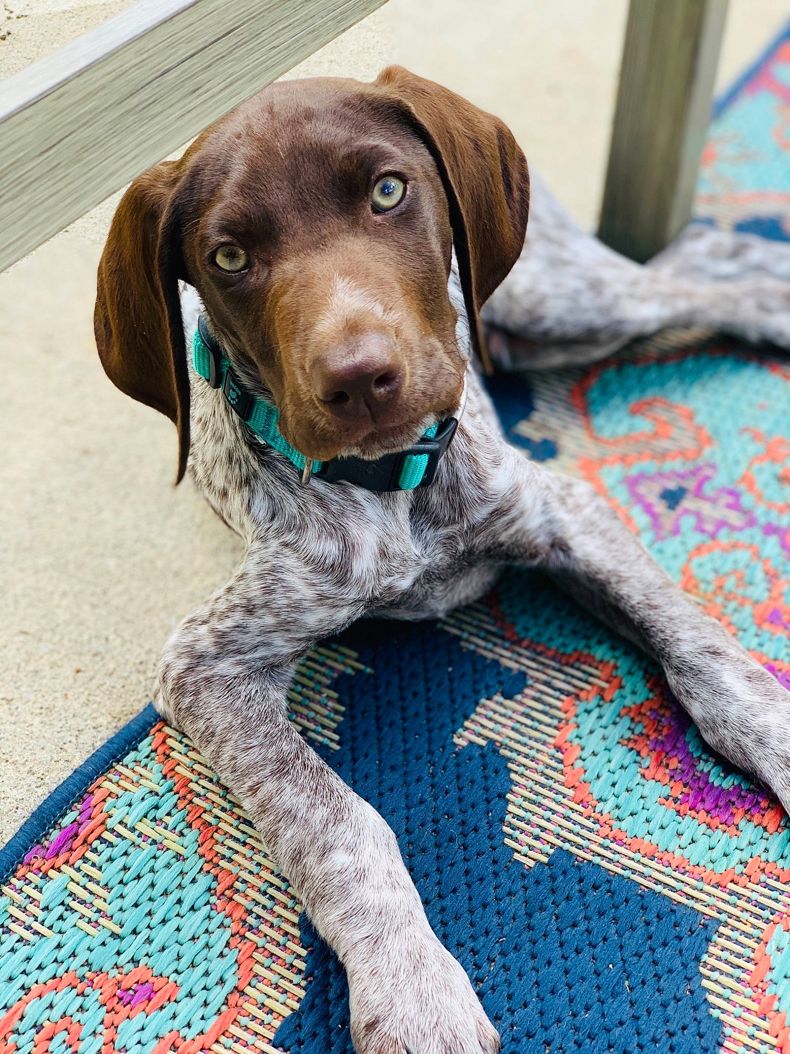 Gunnar is registered to the contest to win money with this photo: blue, braque_francais, canidae, carnivore, collar, companion_dog, dog, dog_breed, dog_collar, gun_dog, hunting_dog, liver, pattern, pet_supply, snout, sporting_group, working_animal, woven_fabric