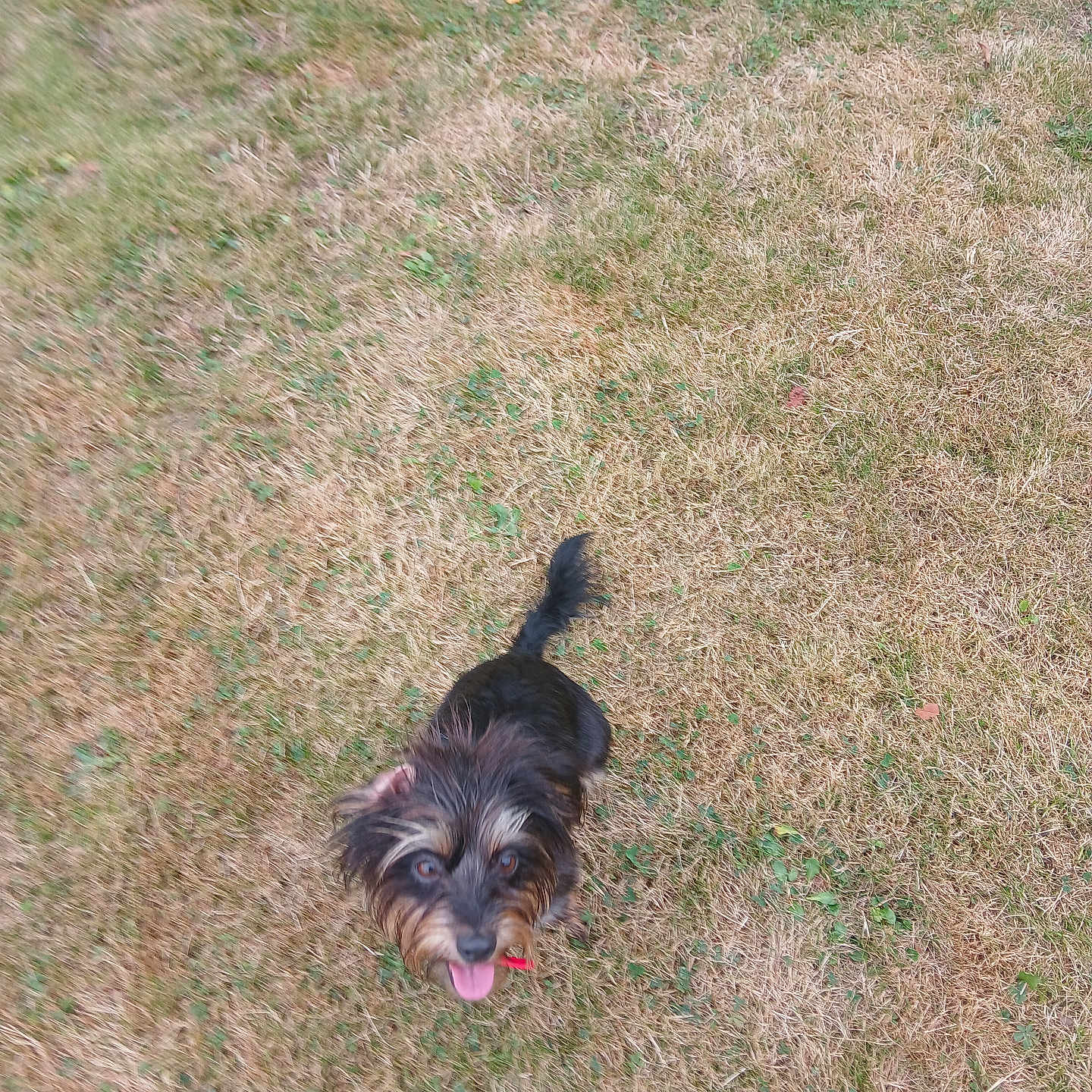 Lili a rejoint le concours — aidez-le/la à gagner de superbes lots ! affenpinscher, animal, ball, bodypart, canine, dog, football, grass, lawn, mouth, nature, outdoors, person, pet, plant, puppy, soccer, soccerball, sport, terrier