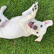 Gunner joined the competition — help win amazing prizes! puppy, dog, white_dog, grass, playful, happy, pet, animal, outdoor, cute, young_dog, fur, canine, tongue, paw, ears, nature, summer, joy, rolling