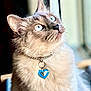 cat, blue_eyes, fluffy, collar, heart_pendant, close_up, pet, feline, whiskers, indoor, soft_light, curious, portrait, animal, cute, domestic_cat, looking_up, furry, adorable, window_light