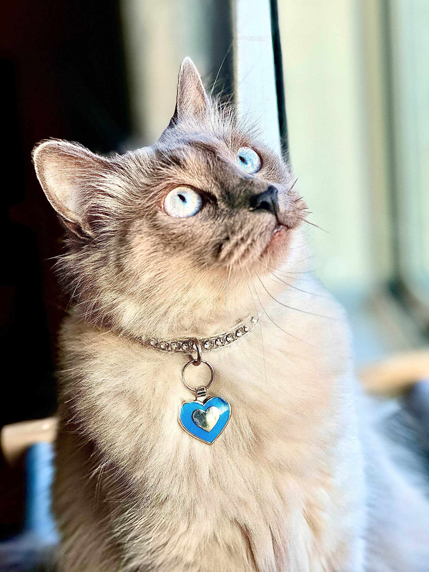Lady Blue