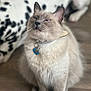 Lady Blue joined the competition — help win amazing prizes! cat, dog, dalmatian, pet, indoor, floor, collar, tag, fur, spots, animal, sitting, cute, fluffy, mammal, domestic, relaxed, background, portrait, closeup
