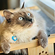 Lady Blue is registered to the contest to win money with this photo: cat, blue_eyes, fluffy, heart_tag, wooden_chair, curious, indoor, pet, feline, close_up, portrait, whiskers, soft_light, relaxed, tabby, animal, domestic_cat, cute, looking_up, cozy