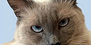 Lady Blue joined the competition — help win amazing prizes! cat, blue_eyes, close_up, portrait, fur, whiskers, ears, animal, pet, mammal, feline, cute, domestic_cat, soft_texture, face, looking, head, light_background, serene, fluffy