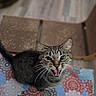 Nora Laurain is registered to the contest to win money with this photo: cat, tabby_cat, pet, animal, feline, sitting, open_mouth, meowing, whiskers, green_eyes, striped_fur, portrait, close_up, indoors, blanket, floral_pattern, chair, cozy, eye_contact, funny_expression
