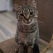 Nora Laurain is registered to the contest to win money with this photo: cat, tabby, feline, pet, animal, portrait, sitting, indoors, whiskers, striped_fur, green_eyes, ears, paws, serious_expression, close_up, centered_composition, soft_lighting, blurred_background, scratching_post, home