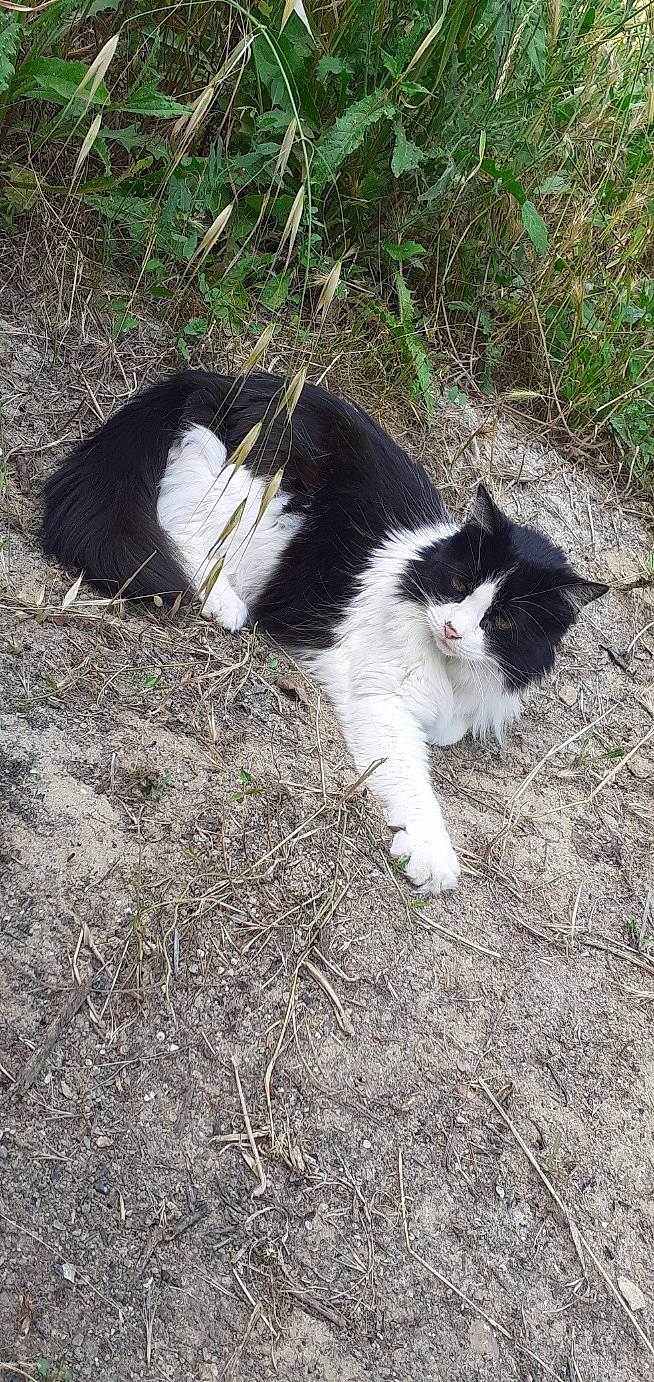 Thomye a rejoint le concours — aidez-le/la à gagner de superbes lots ! carnivore, cat, domestic_short_haired_cat, felidae, fur, grass, plant, polydactyl_cat, small_to_medium_sized_cats, tail, whiskers