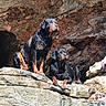 Athena a rejoint le concours — aidez-le/la à gagner de superbes lots ! dogs, rottweilers, pets, animals, canines, black_and_tan, wet_fur, sitting, lying_down, rocky_terrain, cave, outdoors, wildlife, portrait, two_dogs, alert, serious_expression, natural_background, rocks, adventure