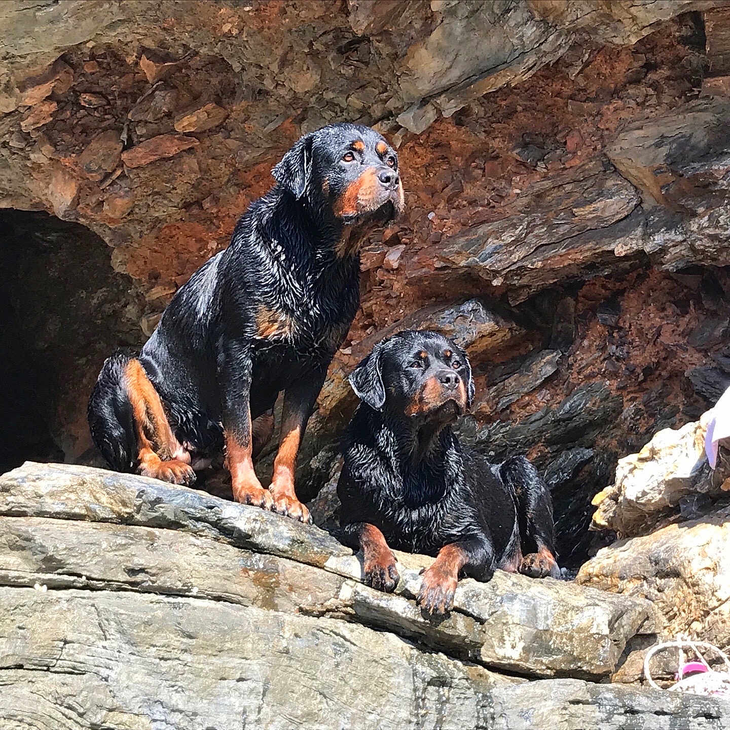 Athena a rejoint le concours — aidez-le/la à gagner de superbes lots ! dogs, rottweilers, pets, animals, canines, black_and_tan, wet_fur, sitting, lying_down, rocky_terrain, cave, outdoors, wildlife, portrait, two_dogs, alert, serious_expression, natural_background, rocks, adventure