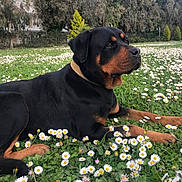 Athena participe au concours pour gagner de l'argent avec cette photo : dog, rottweiler, pet, animal, lying_down, outdoor, garden, field, flowers, daisies, grass, black_and_tan, collar, large_dog, canine, portrait, nature, park, trees, relaxed