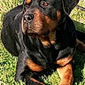 Athena a rejoint le concours — aidez-le/la à gagner de superbes lots ! dog, rottweiler, black_and_tan, canine, pet, large_breed, lying_down, grass, outdoors, sunlight, portrait, close_up, short_hair, floppy_ears, brown_markings, black_coat, paws, alert, side_eye, animal_photography