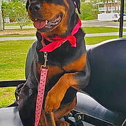 Takoda is registered to the contest to win money with this photo: animal, black_seat, canine, cute, dog, grass, happy, leash, outdoor, palm_tree, pet, pink_bandana, playful, portrait, rottweiler, suburban, summer, sunglasses, sunny, tree