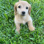 Chanel joined the competition — help win amazing prizes! puppy, dog, grass, outdoor, cute, animal, pet, small, young, fur, adorable, nature, eyes, mammal, face, snout, ears, grass_field, sitting, daylight