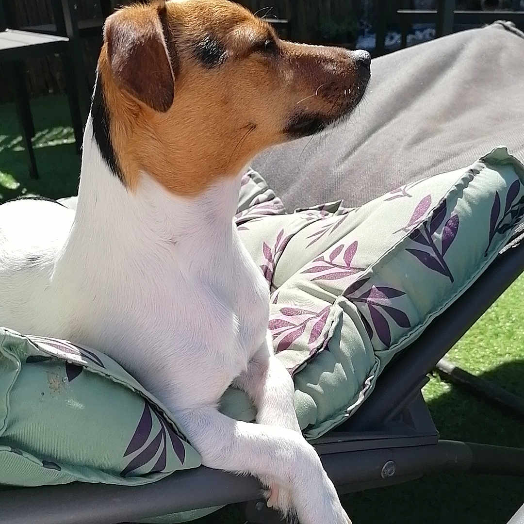 Alba participe au concours pour gagner de l'argent avec cette photo : animal, brown, canine, chair, cushion, daylight, dog, fur, furniture, garden, lounging, nature, outdoor, paw, pet, relaxed, resting, side_view, sunlight, white
