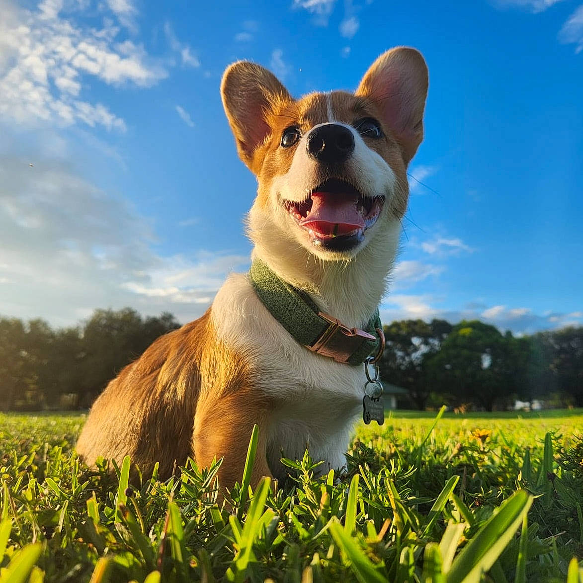 Nacho is registered to the contest to win money with this photo: carnivore, cloud, collar, companion_dog, dog, dog_breed, fawn, grass, grassland, happy, people_in_nature, plant, sky, smile, snout, sporting_group, sunlight, tail, tree, whiskers