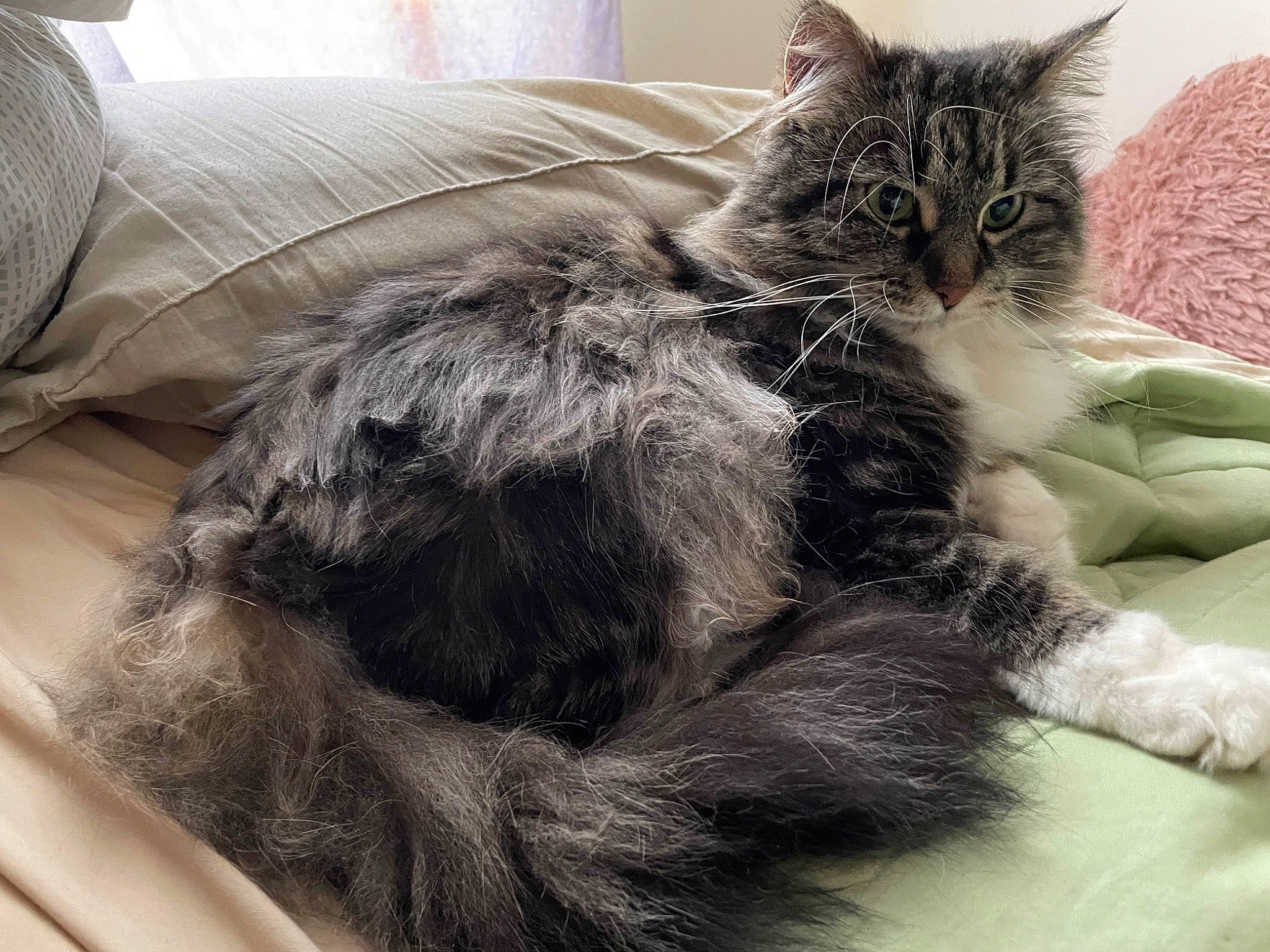 Hades is registered to the contest to win money with this photo: british_longhair, carnivore, cat, claw, comfort, domestic_short_haired_cat, felidae, fur, grey, metal, nap, paw, small_to_medium_sized_cats, snout, tail, whiskers